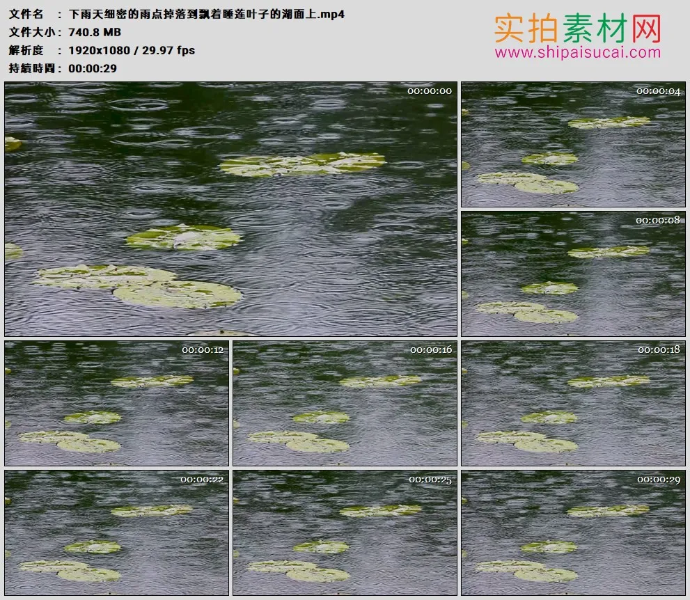 高清实拍视频素材丨下雨天细密的雨点掉落到飘着睡莲叶子的湖面上