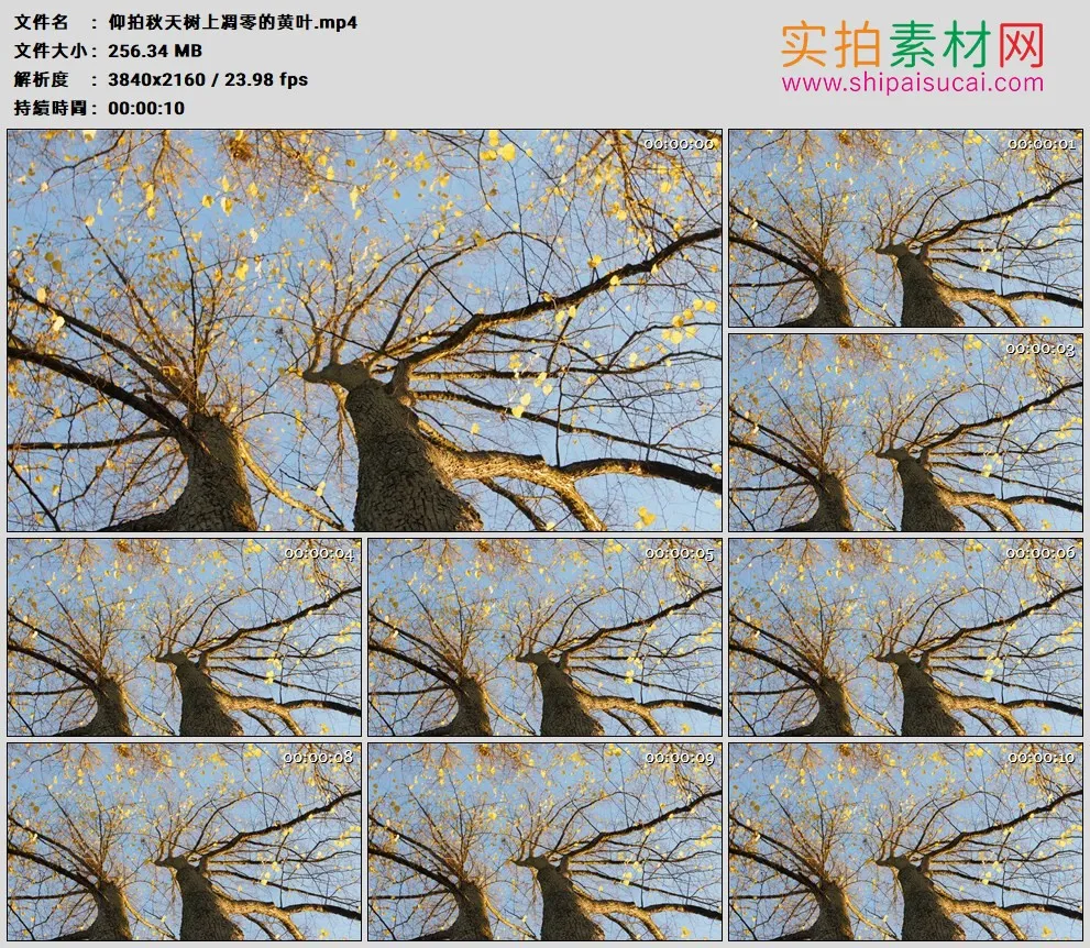 4K高清实拍视频素材丨仰拍秋天树上凋零的黄叶