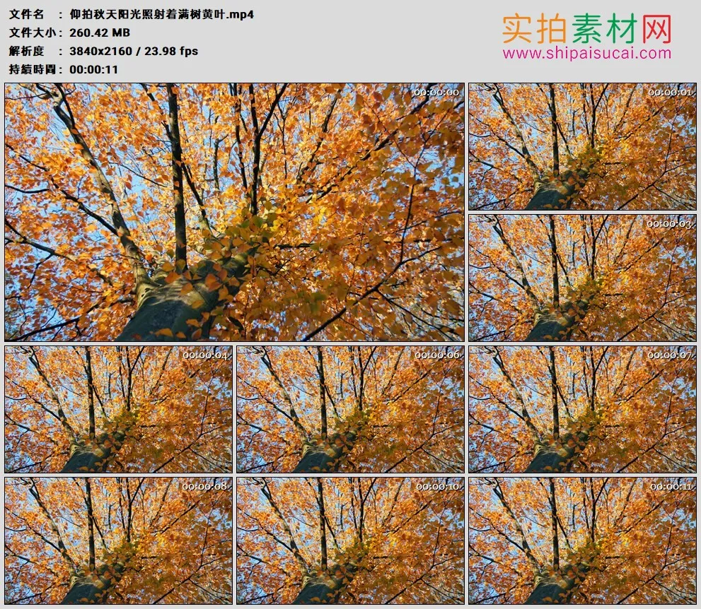 4K高清实拍视频素材丨仰拍秋天阳光照射着满树黄叶