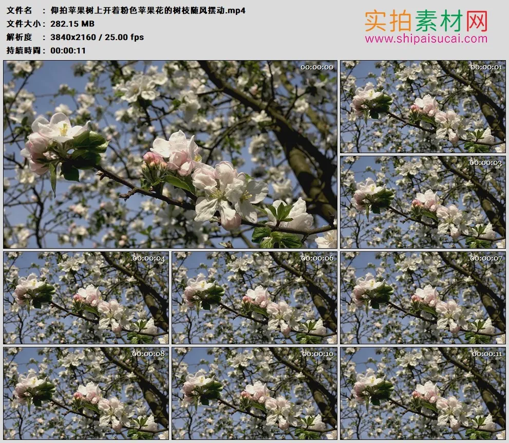 4K高清实拍视频素材丨仰拍苹果树上开着粉色苹果花的树枝随风摆动