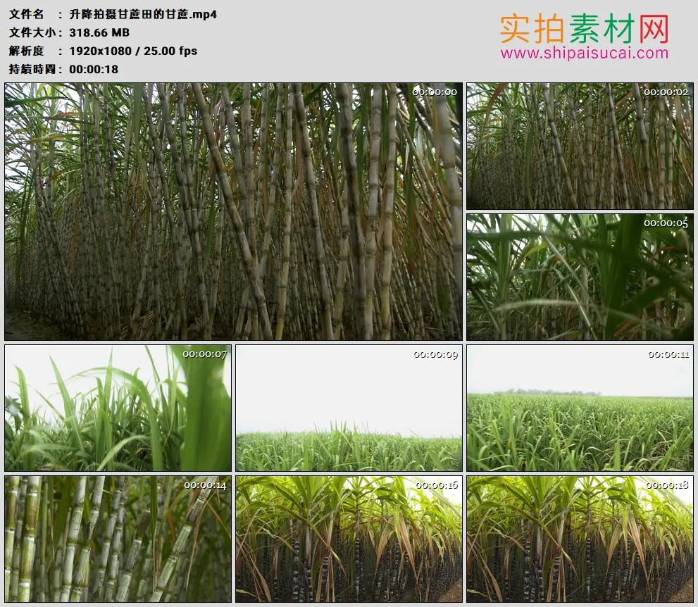 高清实拍视频素材丨升降拍摄甘蔗田的甘蔗