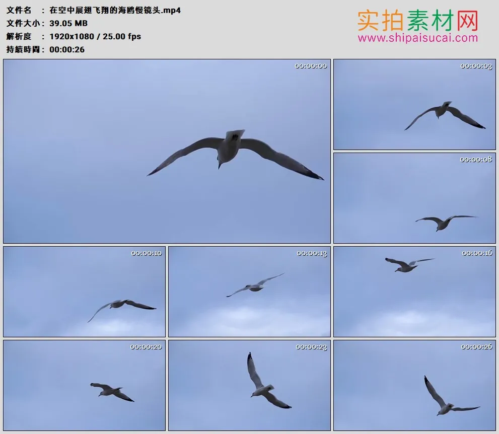 高清实拍视频素材丨在空中展翅飞翔的海鸥慢镜头