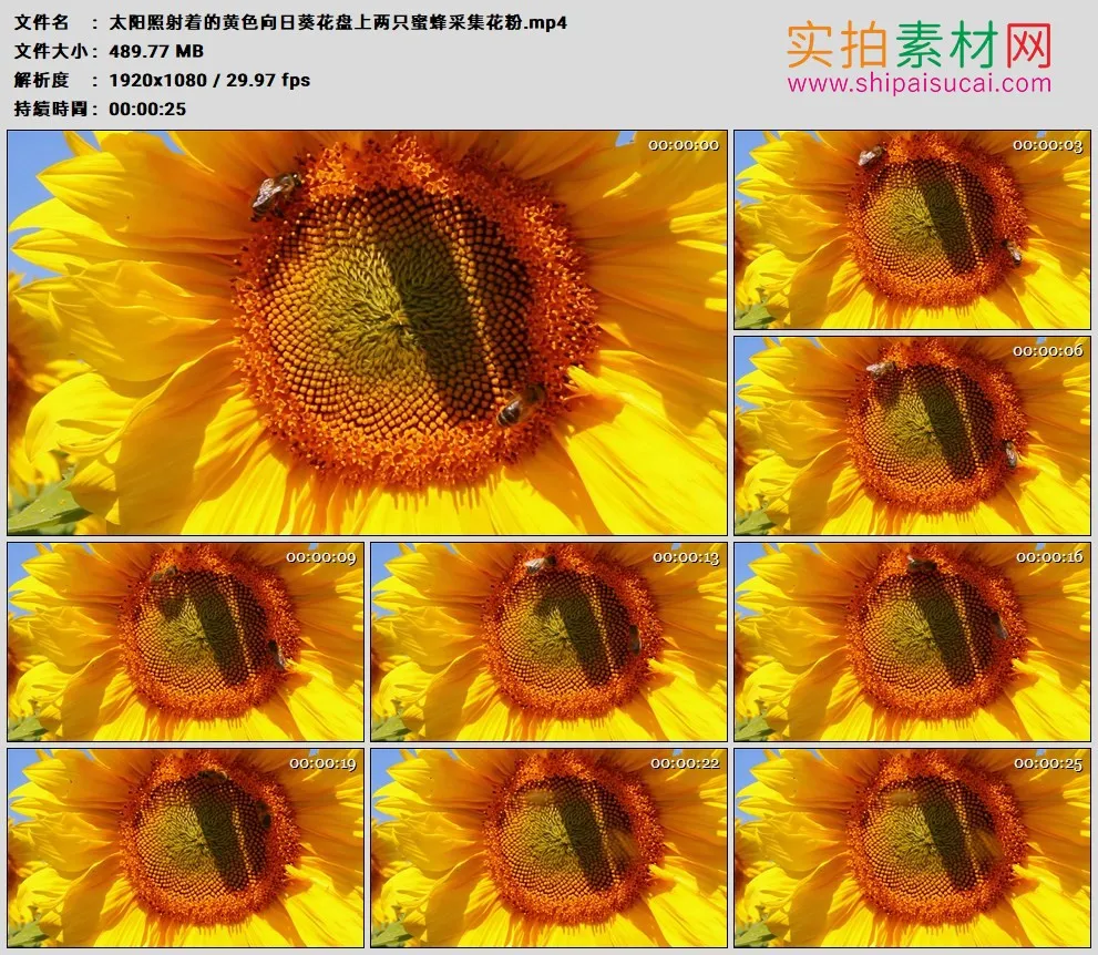 高清实拍视频素材丨太阳照射着的黄色向日葵花盘上两只蜜蜂采集花粉