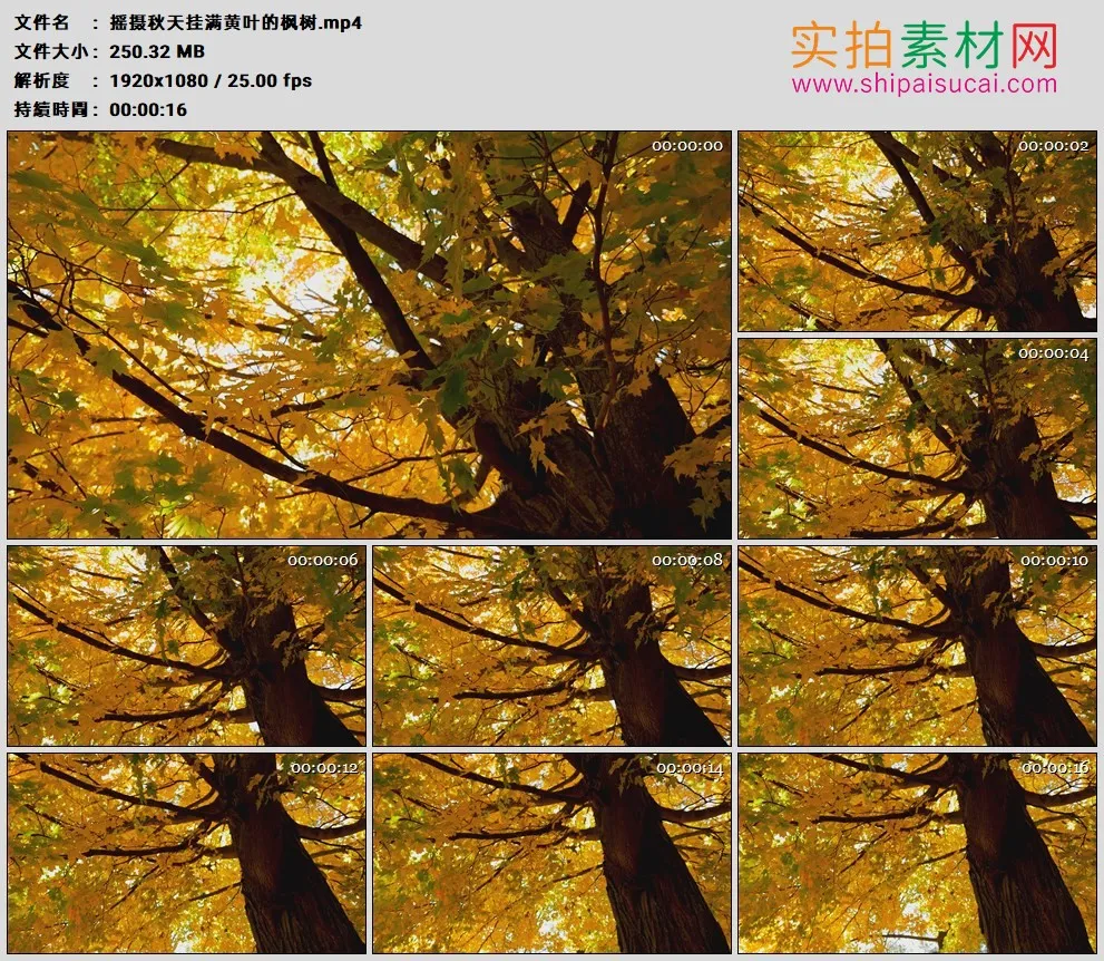 高清实拍视频素材丨摇摄秋天挂满黄叶的枫树