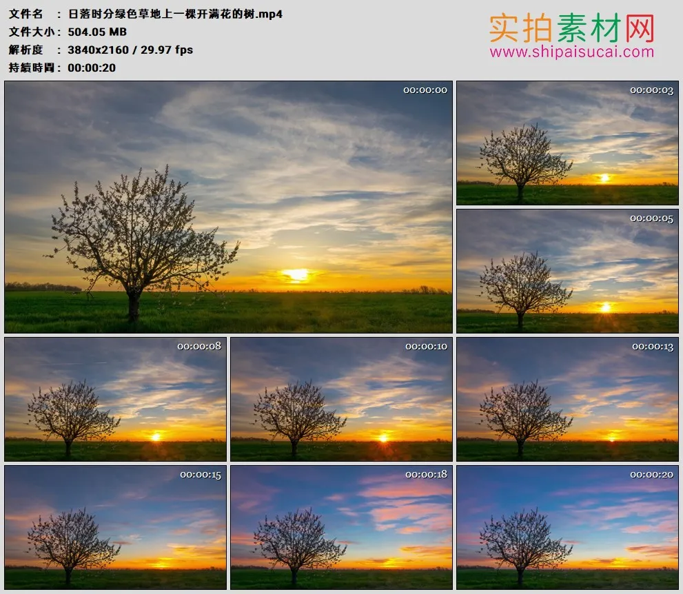 4K高清实拍视频素材丨日落时分绿色草地上一棵开满花的树