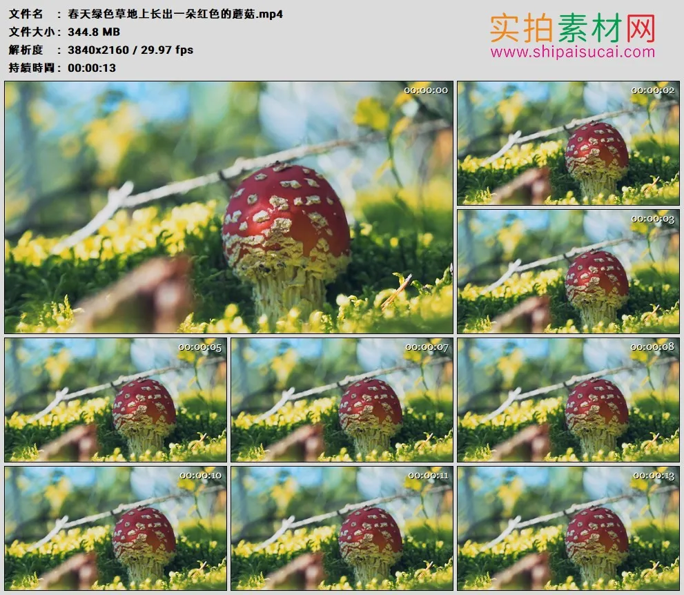 4K高清实拍视频素材丨春天绿色草地上长出一朵红色的蘑菇