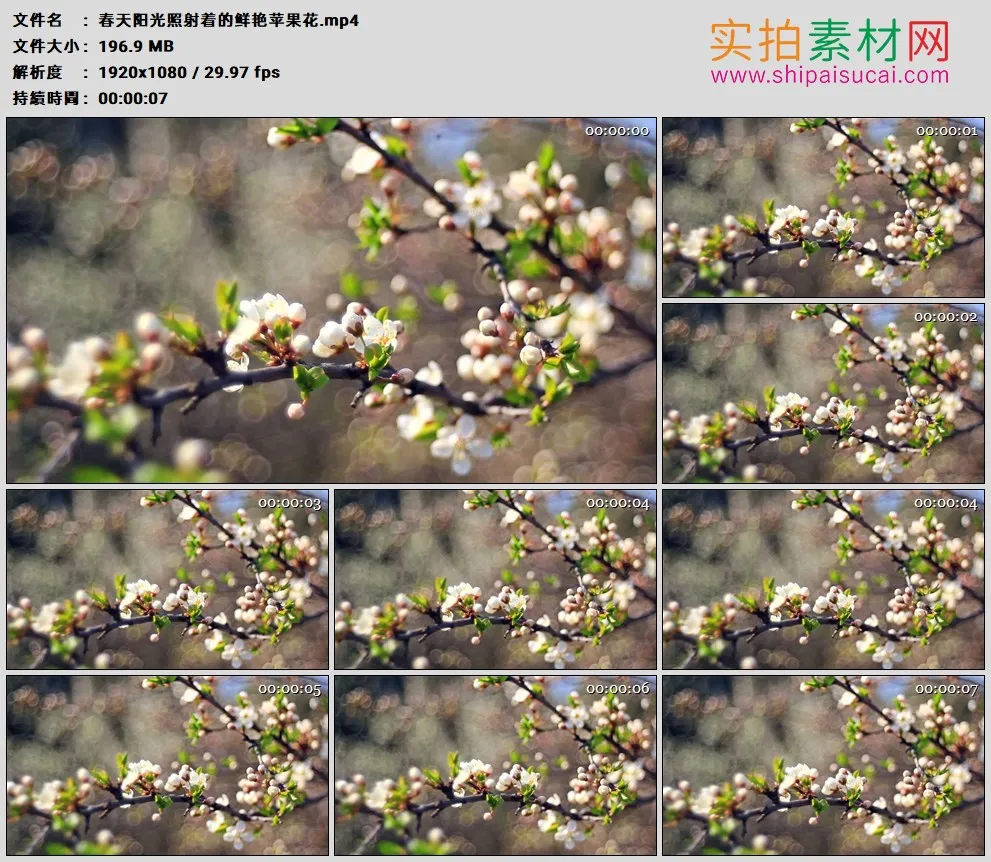 高清实拍视频素材丨春天阳光照射着的鲜艳苹果花
