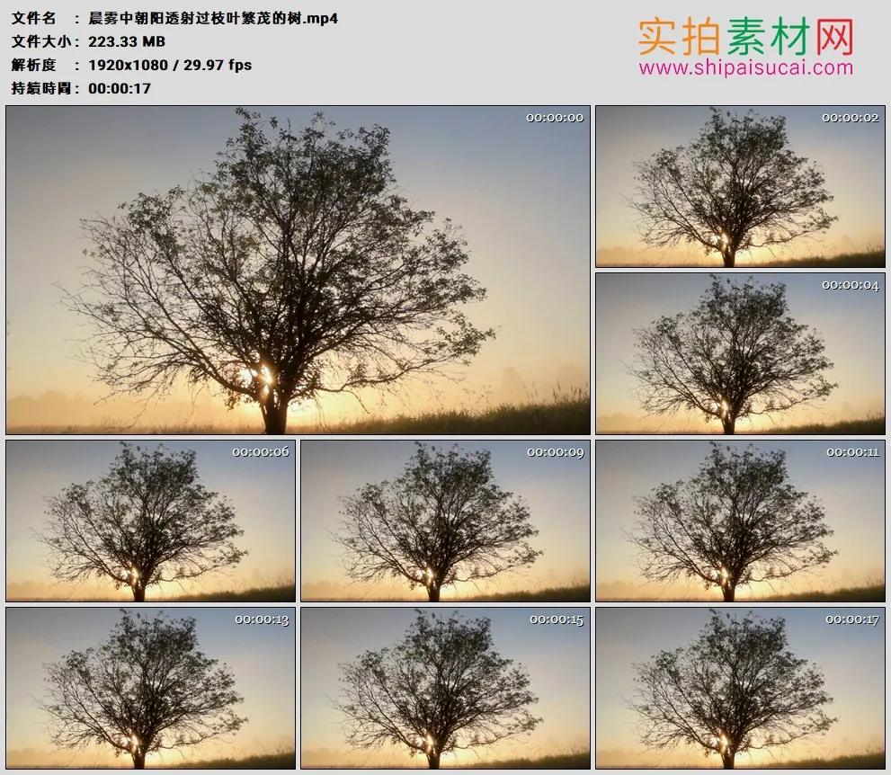高清实拍视频素材丨晨雾中朝阳透射过枝叶繁茂的树