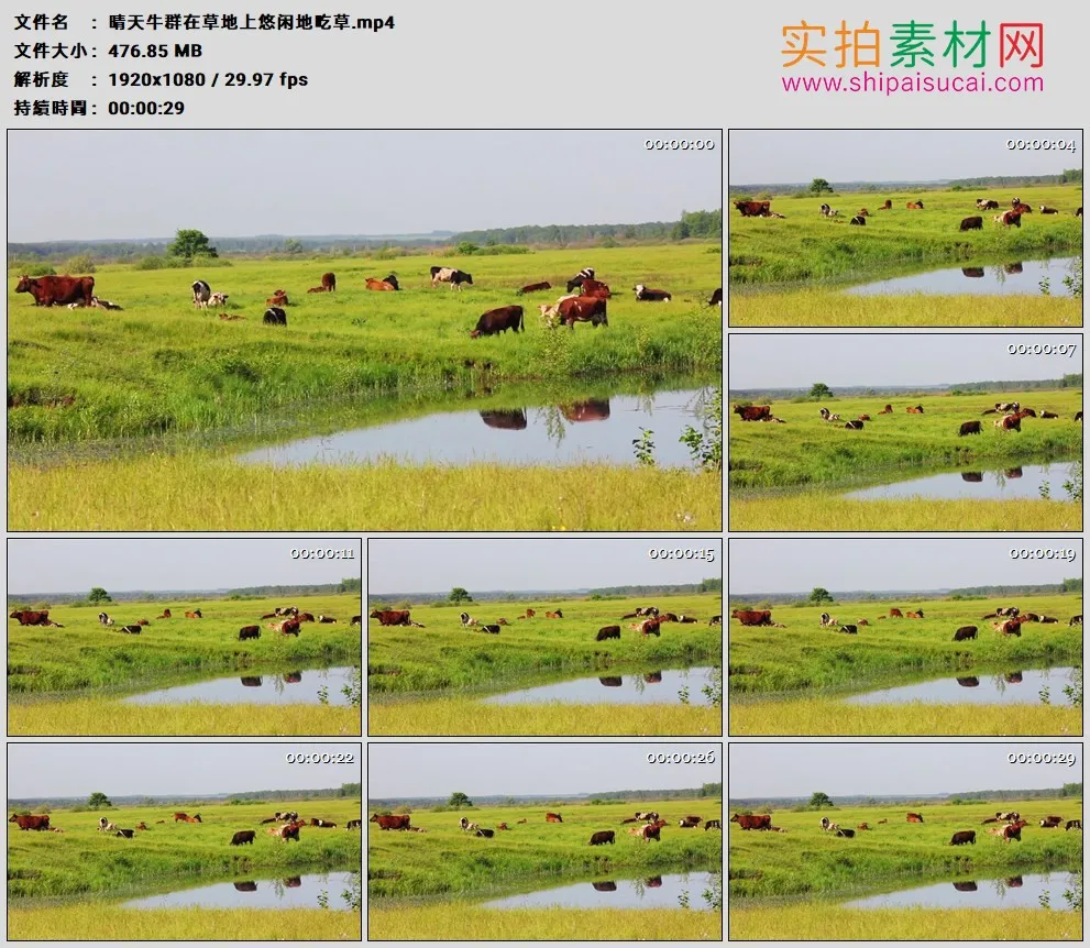 高清实拍视频素材丨晴天牛群在牧场草地上悠闲地吃草