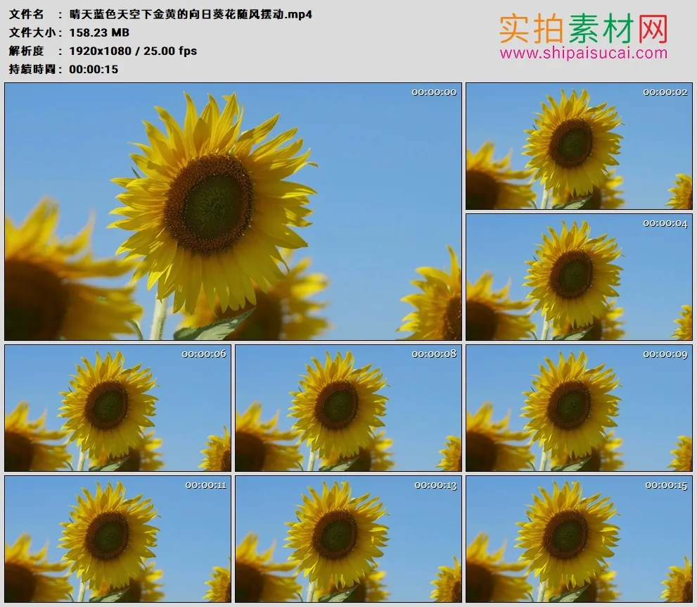 高清实拍视频素材丨晴天蓝色天空下金黄的向日葵花随风摆动
