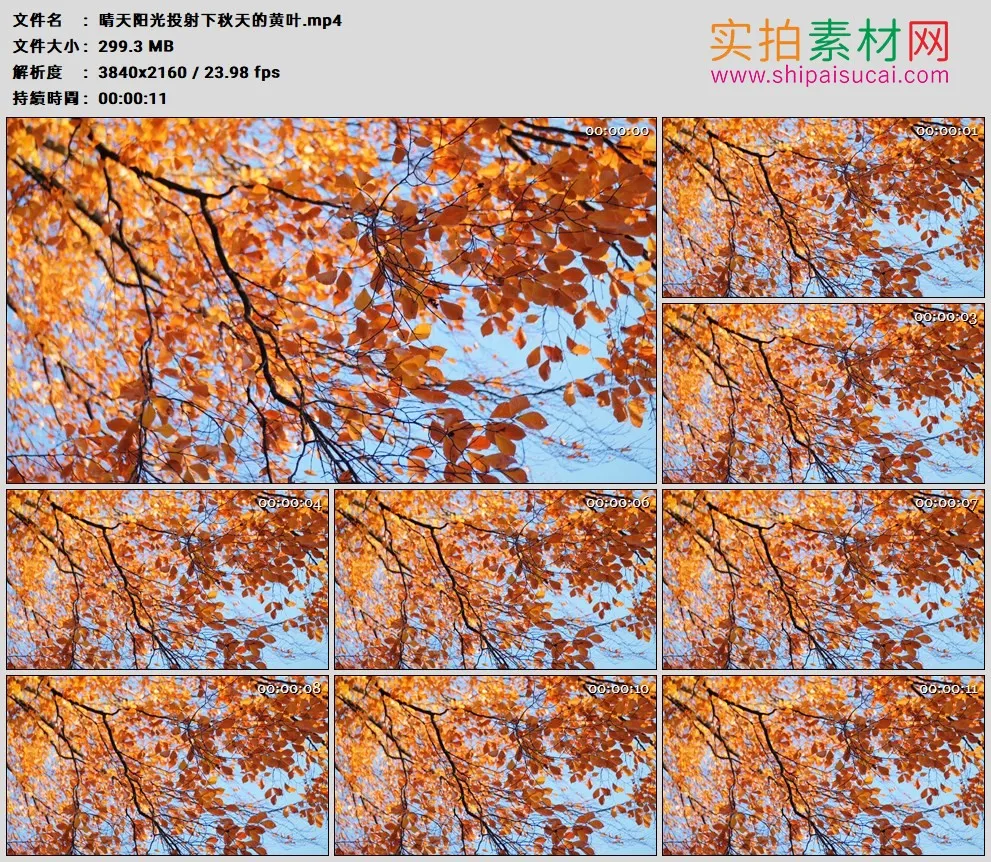 4K高清实拍视频素材丨晴天阳光透射下秋天的黄叶