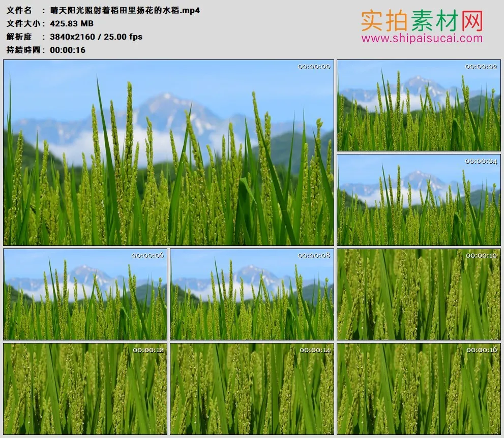 4K高清实拍视频素材丨晴天阳光照射着稻田里扬花的水稻