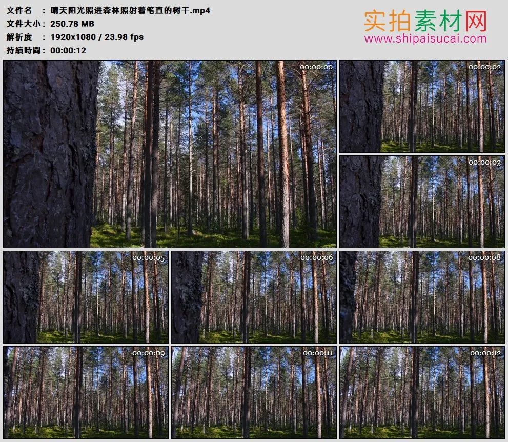高清实拍视频素材丨晴天阳光照进森林照射着笔直的树干