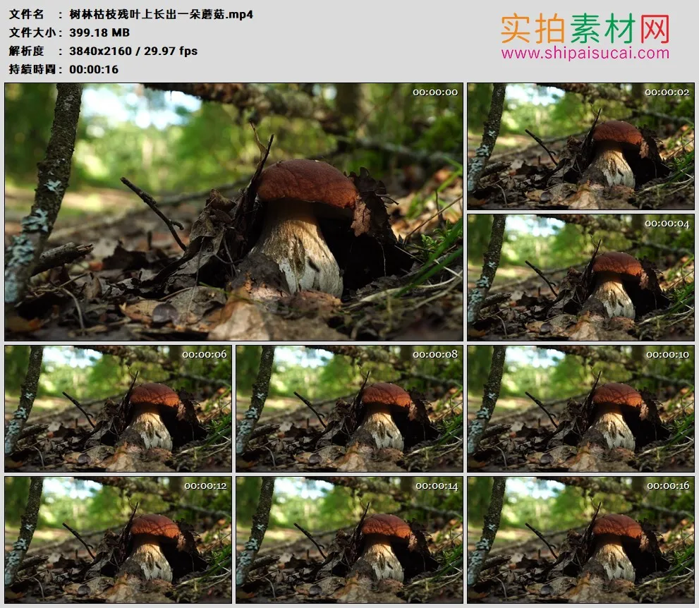 4K高清实拍视频素材丨树林枯枝残叶上长出一朵蘑菇