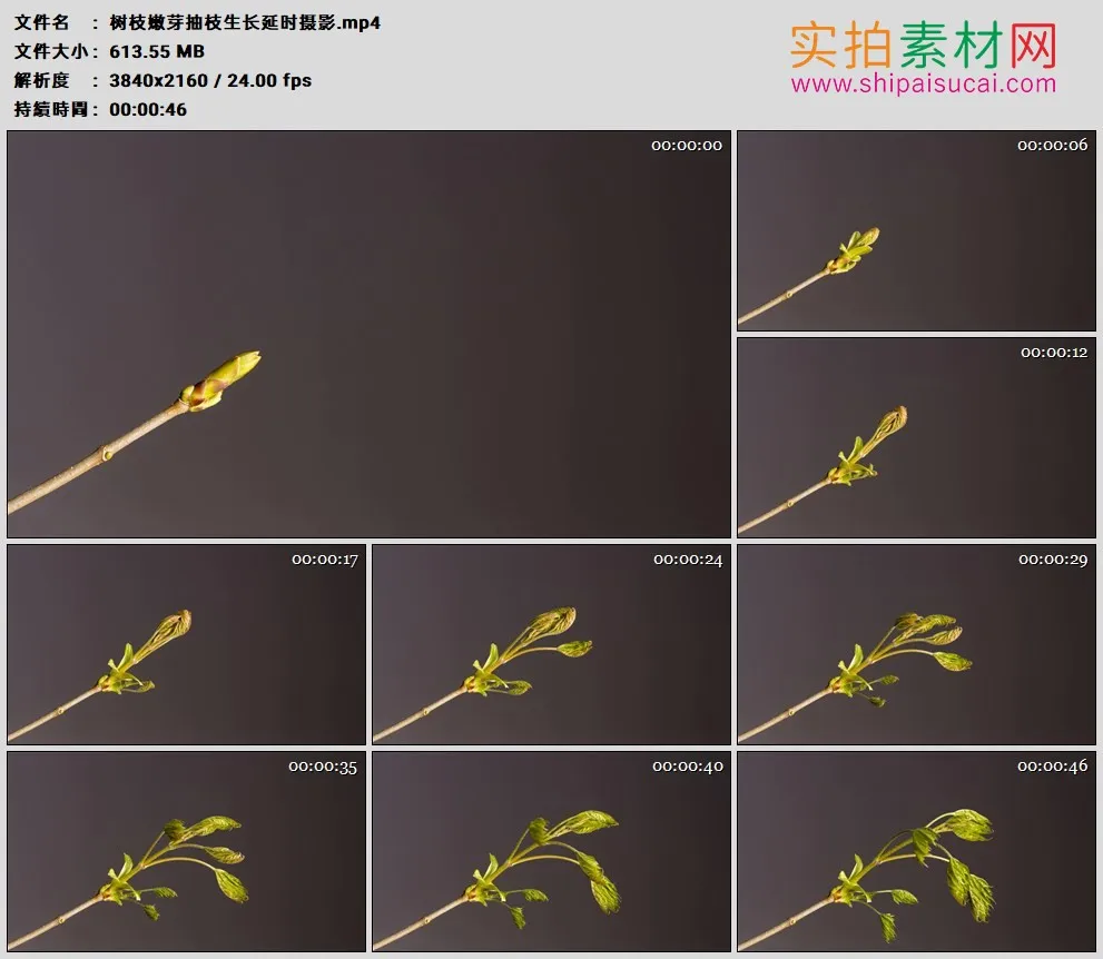 4K高清实拍视频素材丨树枝嫩芽抽枝生长延时摄影