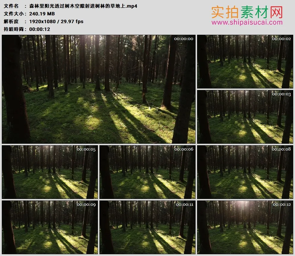 高清实拍视频素材丨森林里阳光透过树木空隙射进树林的草地上