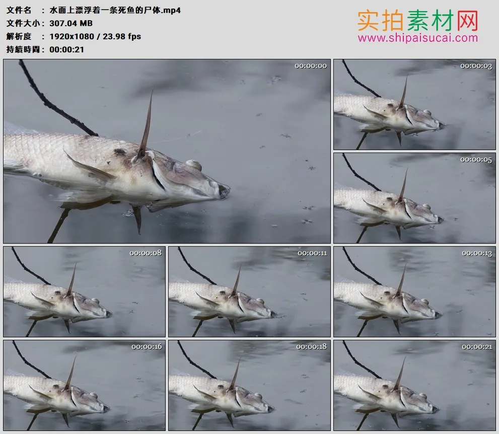 高清实拍视频素材丨水面上漂浮着一条死鱼的尸体