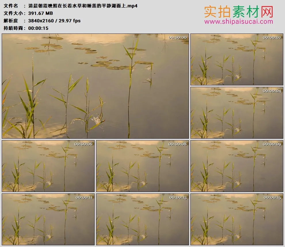 4K高清实拍视频素材丨清晨朝霞映照在长着水草和睡莲的平静湖面上