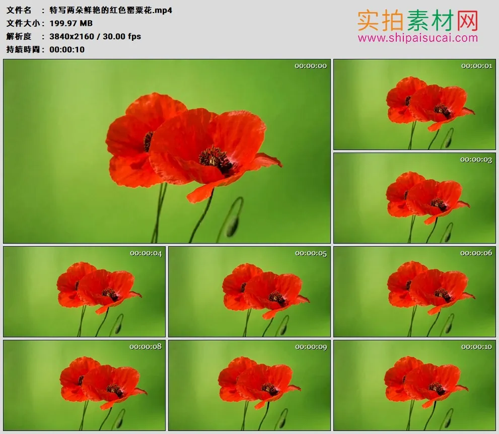 4K高清实拍视频素材丨特写两朵鲜艳的红色罂粟花