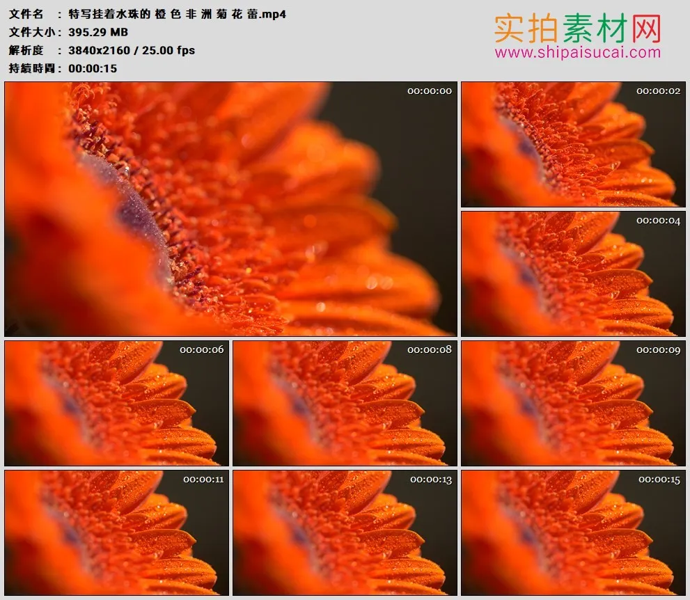 4K高清实拍视频素材丨特写挂着水珠的橙色非洲菊花蕾