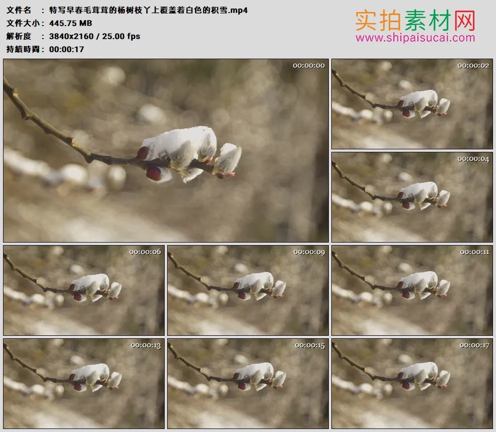 4K高清实拍视频素材丨特写早春毛茸茸的杨树枝丫上覆盖着白色的积雪