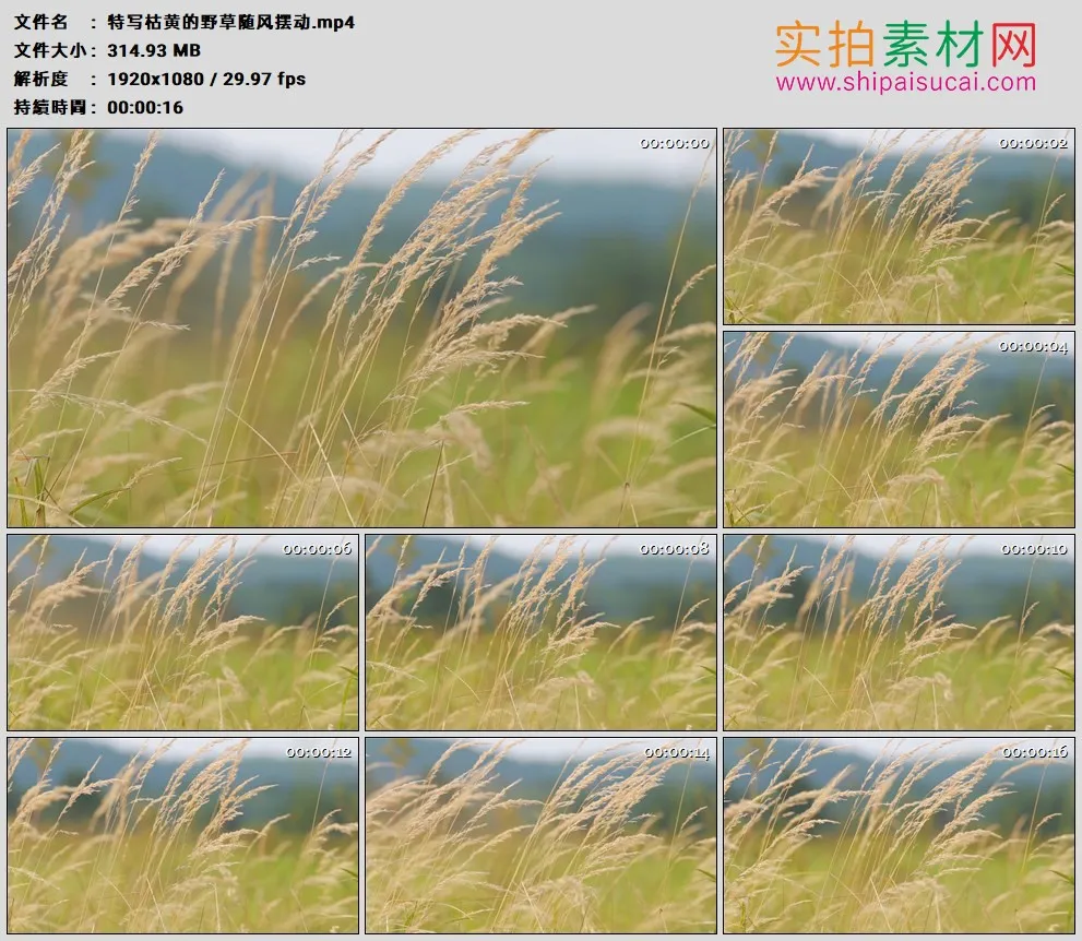 高清实拍视频素材丨特写枯黄的野草随风摆动