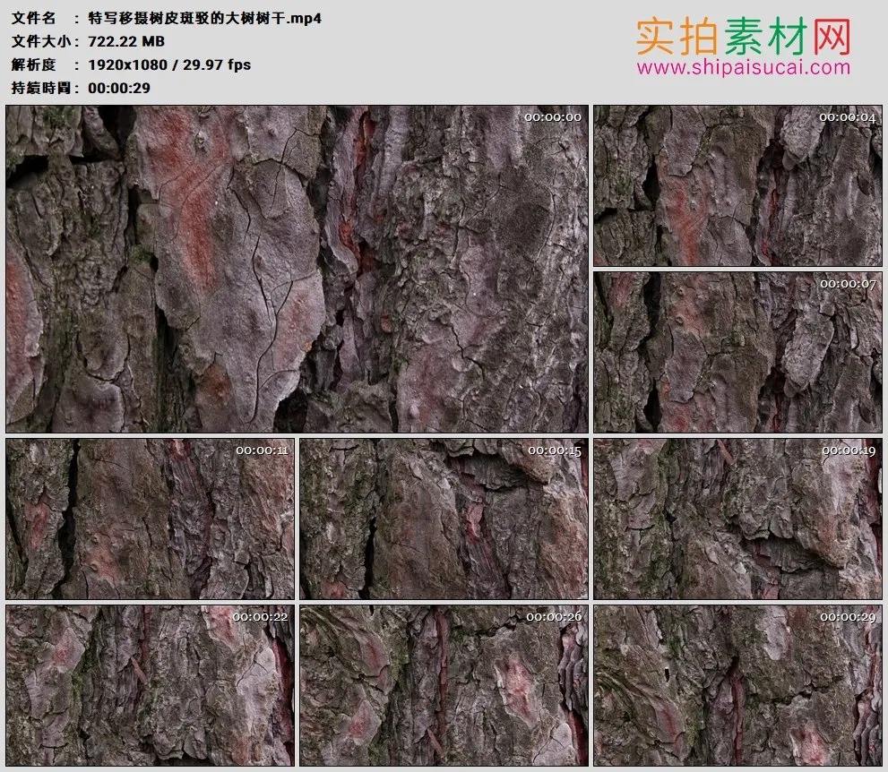 高清实拍视频素材丨特写移摄树皮斑驳的大树树干