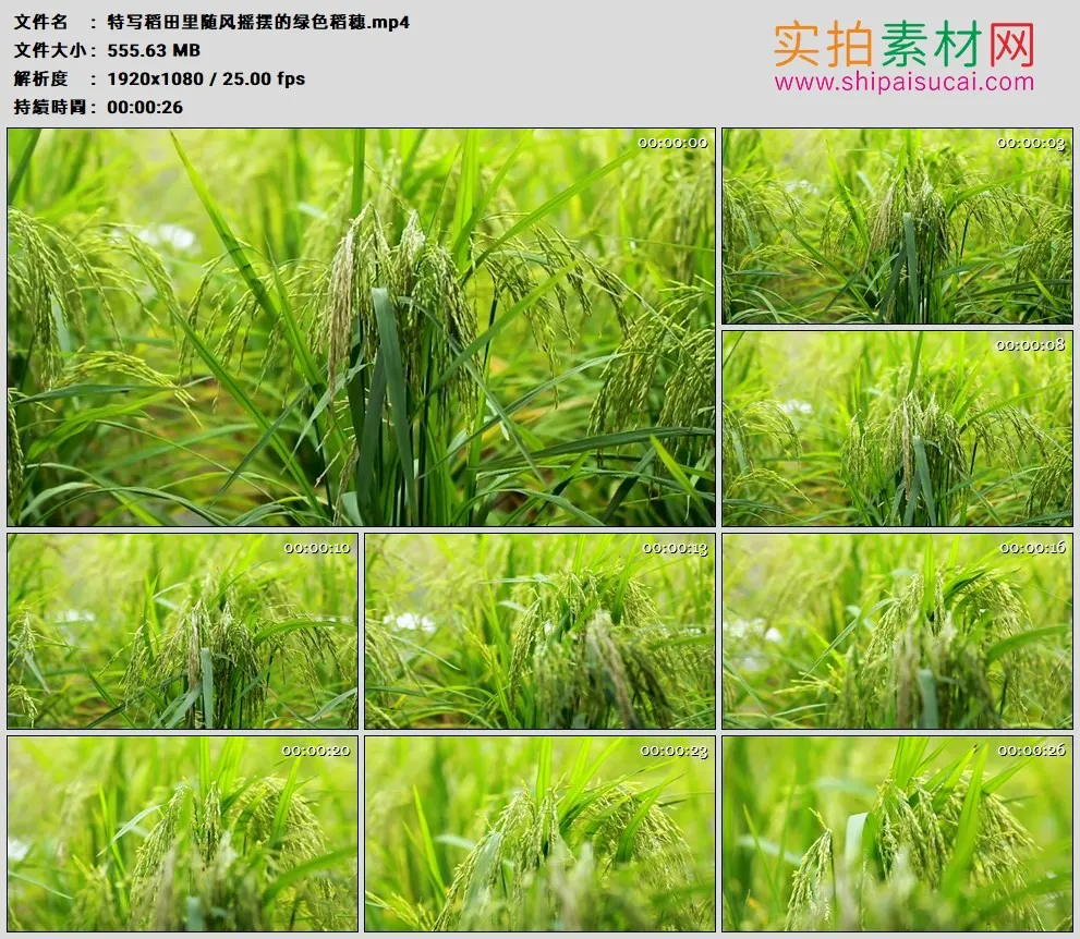 高清实拍视频素材丨特写稻田里随风摇摆的绿色稻穗