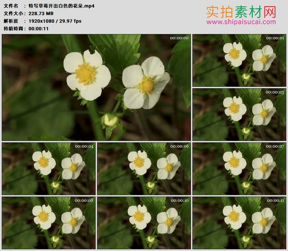 高清实拍视频素材丨特写草莓开出白色的花朵