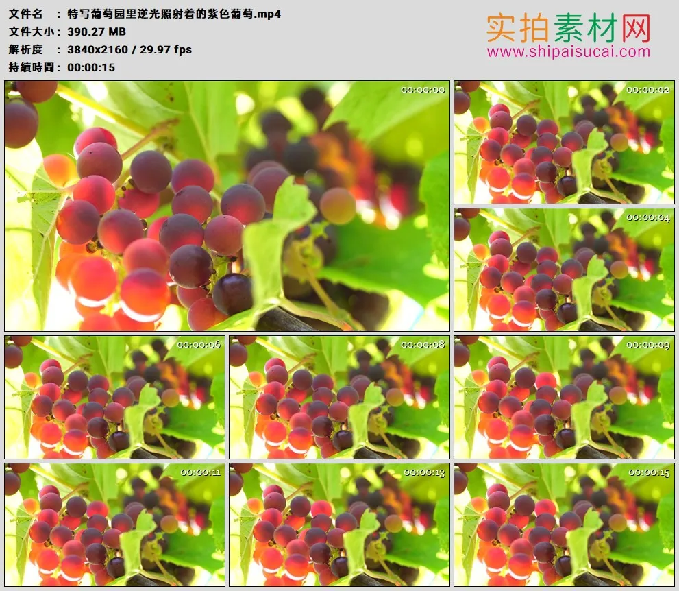 4K高清实拍视频素材丨特写葡萄园里逆光照射着的紫色葡萄