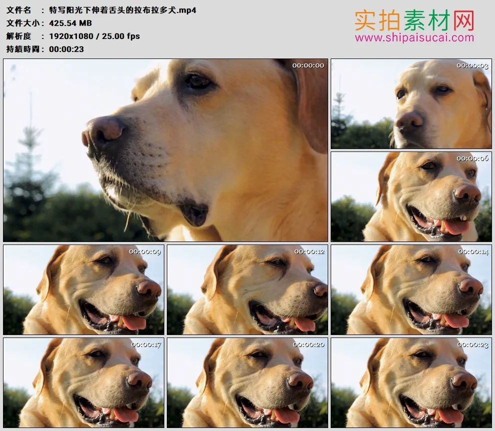 高清实拍视频素材丨特写阳光下伸着舌头的拉布拉多犬