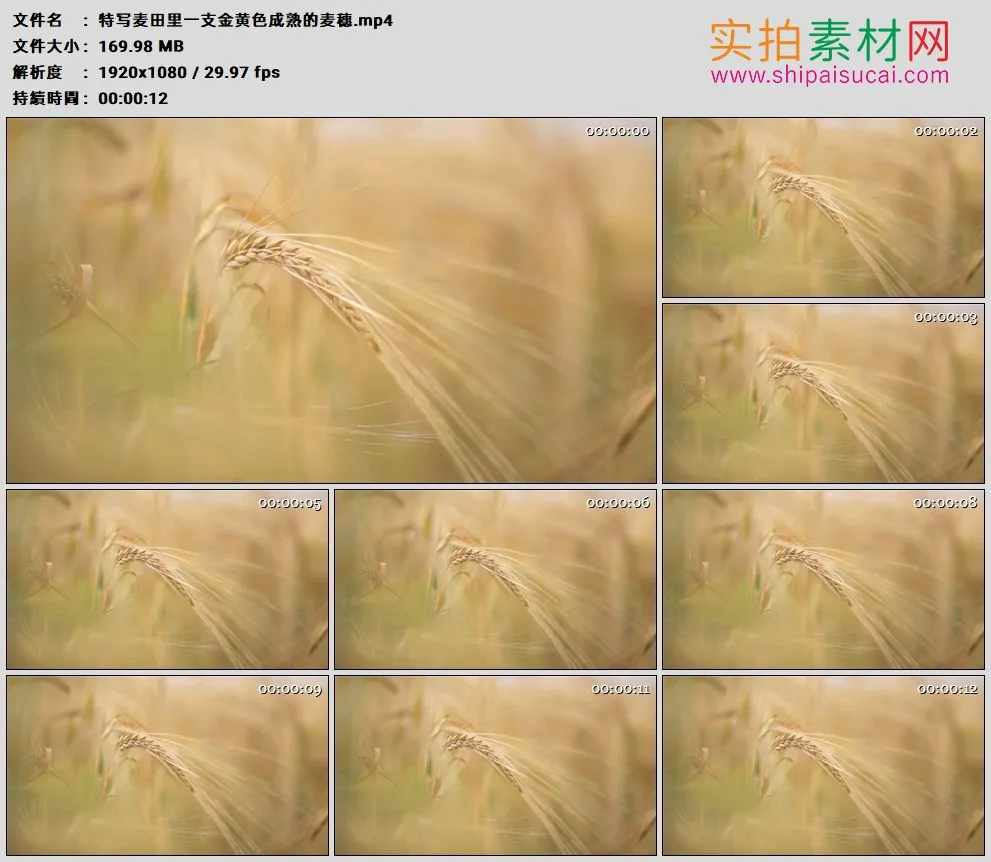 高清实拍视频素材丨特写麦田里一支金黄色成熟的麦穗
