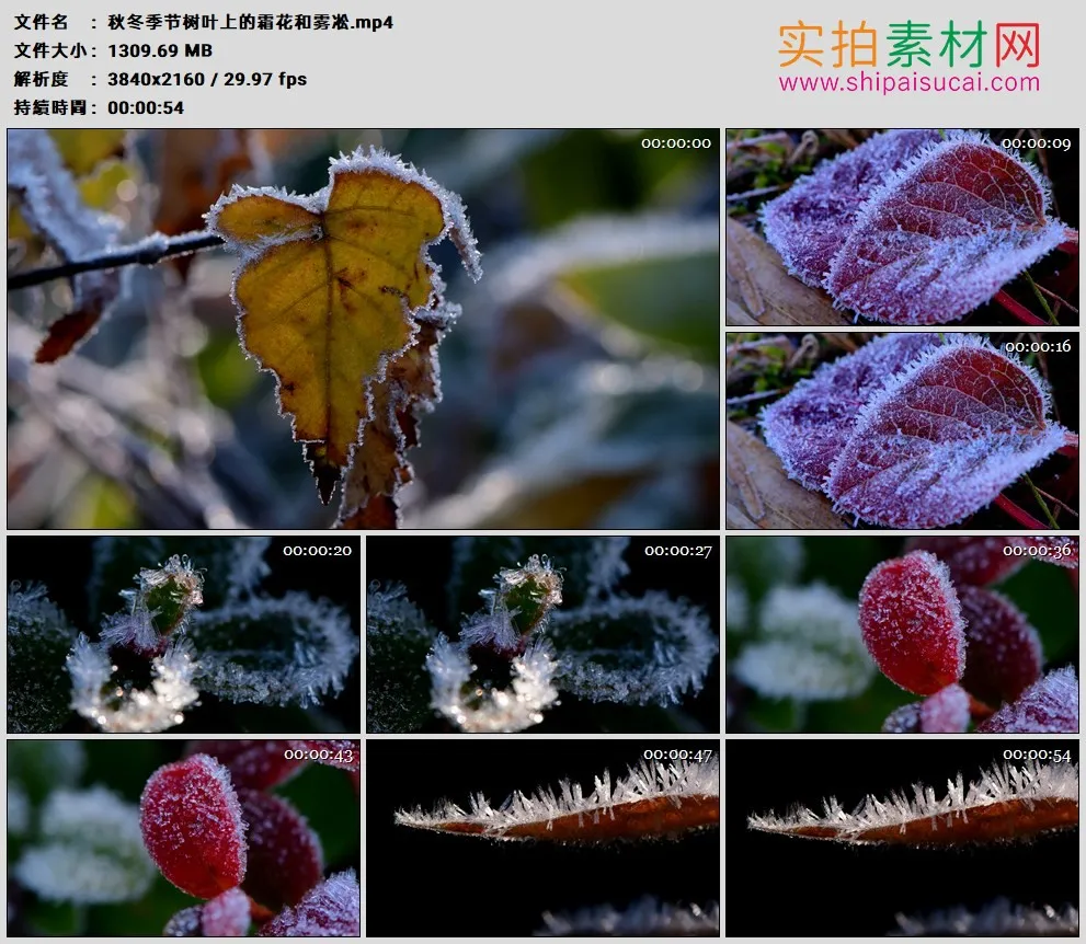 4K高清实拍视频素材丨秋冬季节树叶上的霜花和雾凇