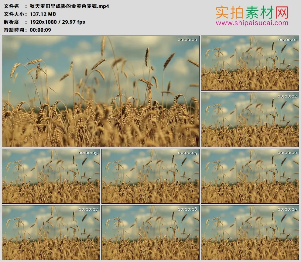 高清实拍视频素材丨秋天麦田里成熟的金黄色麦穗