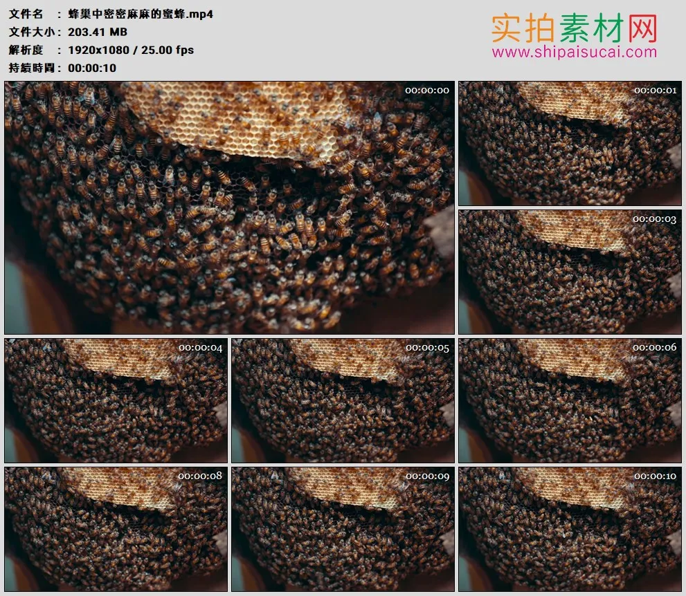 高清实拍视频素材丨蜂巢中密密麻麻的蜜蜂