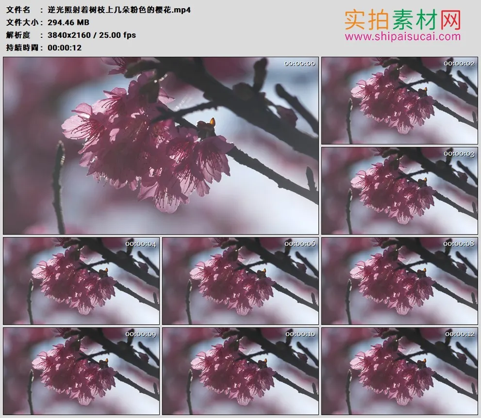 4K高清实拍视频素材丨逆光照射着树枝上几朵粉色的樱花