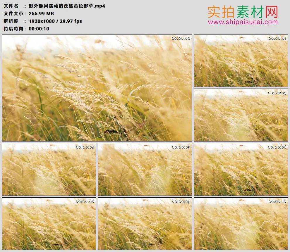 高清实拍视频素材丨野外随风摆动的茂盛黄色野草