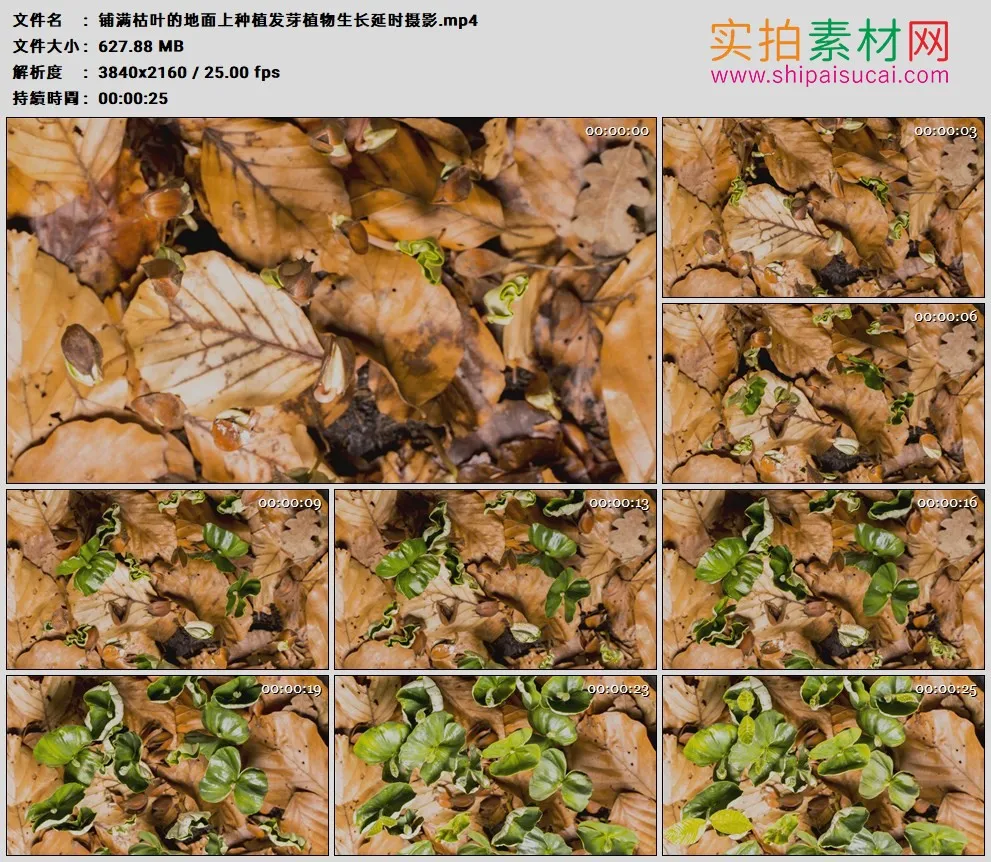 4K高清实拍视频素材丨俯拍铺满枯叶的地面上种植发芽植物生长延时摄影