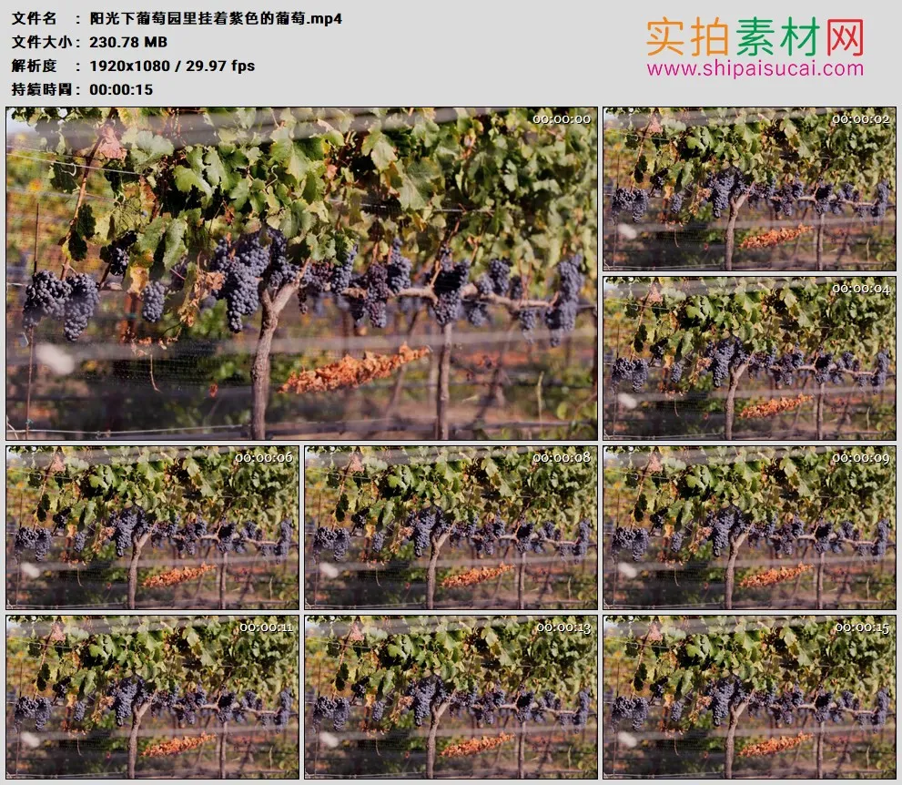 高清实拍视频素材丨阳光下葡萄园里挂着紫色的葡萄