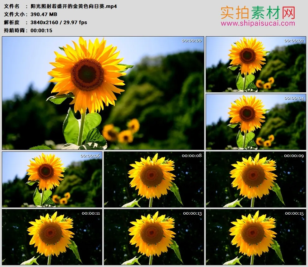 4K高清实拍视频素材丨阳光照射着盛开的金黄色向日葵