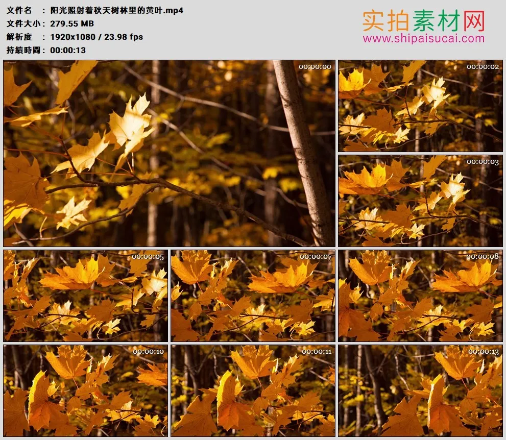 高清实拍视频素材丨阳光照射着秋天树林里的黄叶