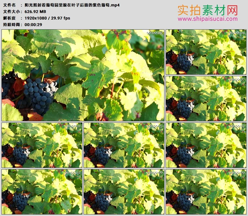 高清实拍视频素材丨阳光照射着葡萄园里躲在叶子后面的紫色葡萄