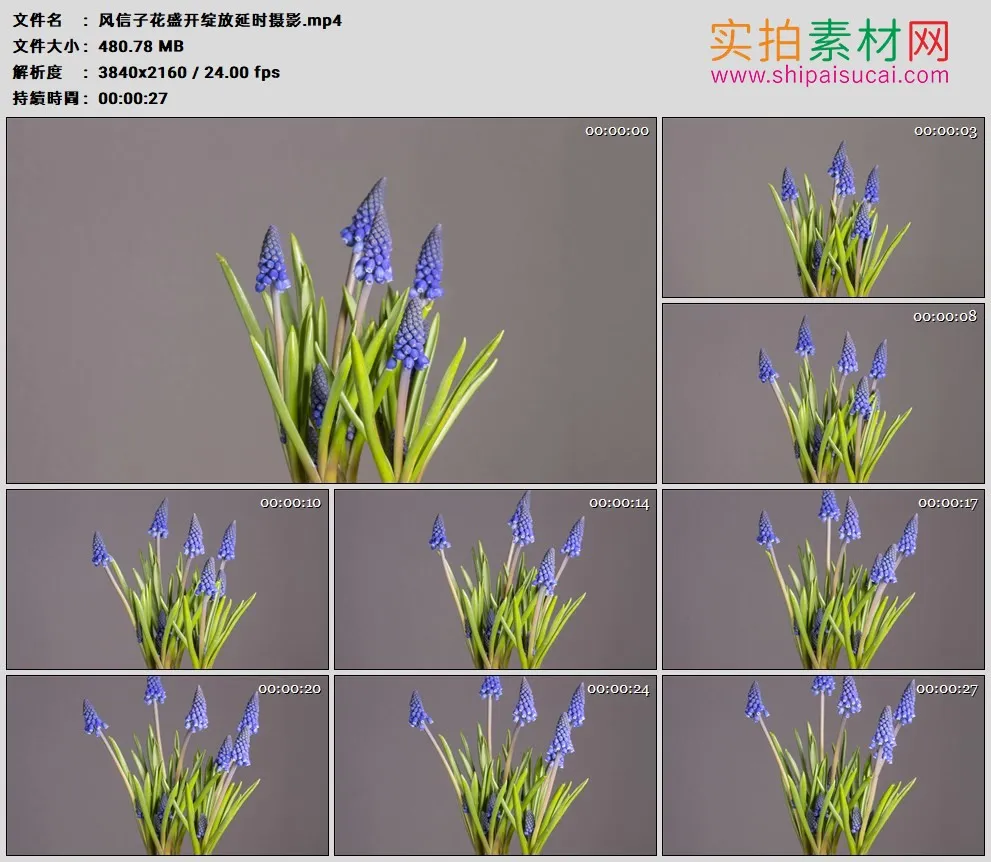 4K高清实拍视频素材丨风信子花盛开绽放延时摄影