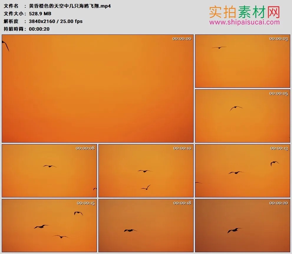 4K高清实拍视频素材丨黄昏橙色的天空中几只海鸥飞翔