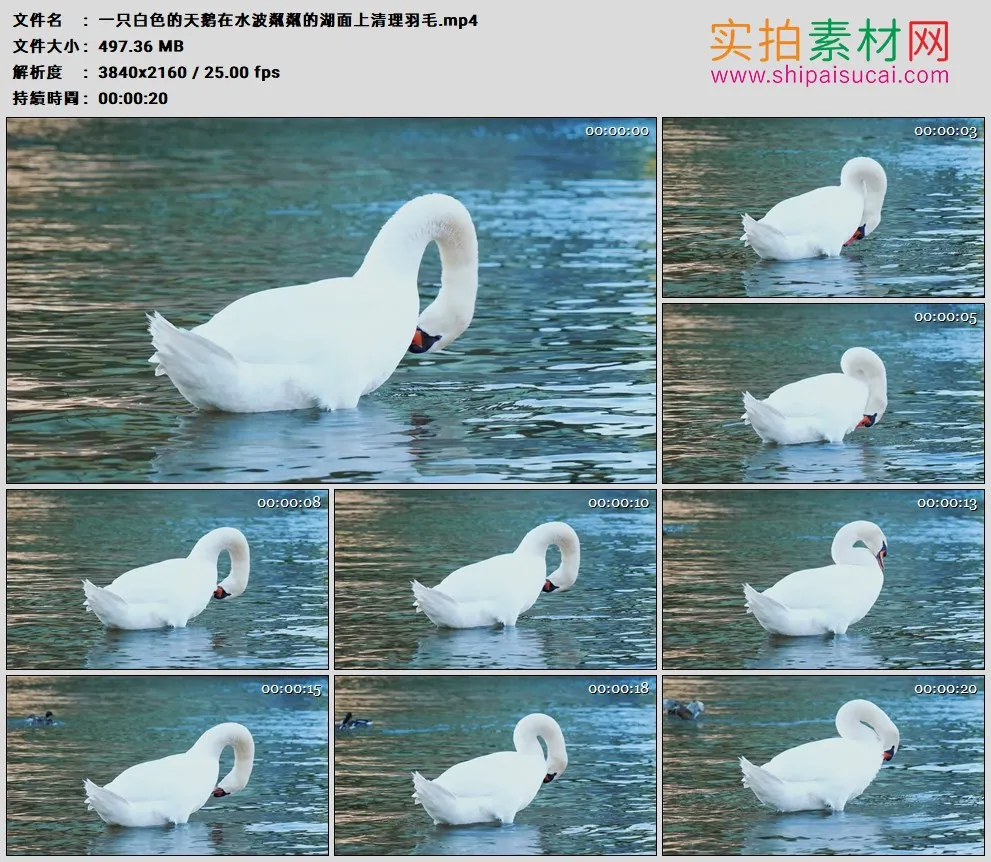 4K高清实拍视频素材丨一只白色的天鹅在水波粼粼的湖面上清理羽毛