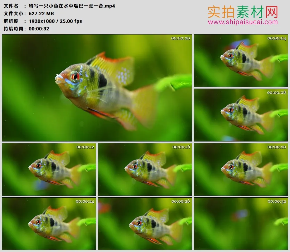 高清实拍视频素材丨特写一只小鱼在水中嘴巴一张一合