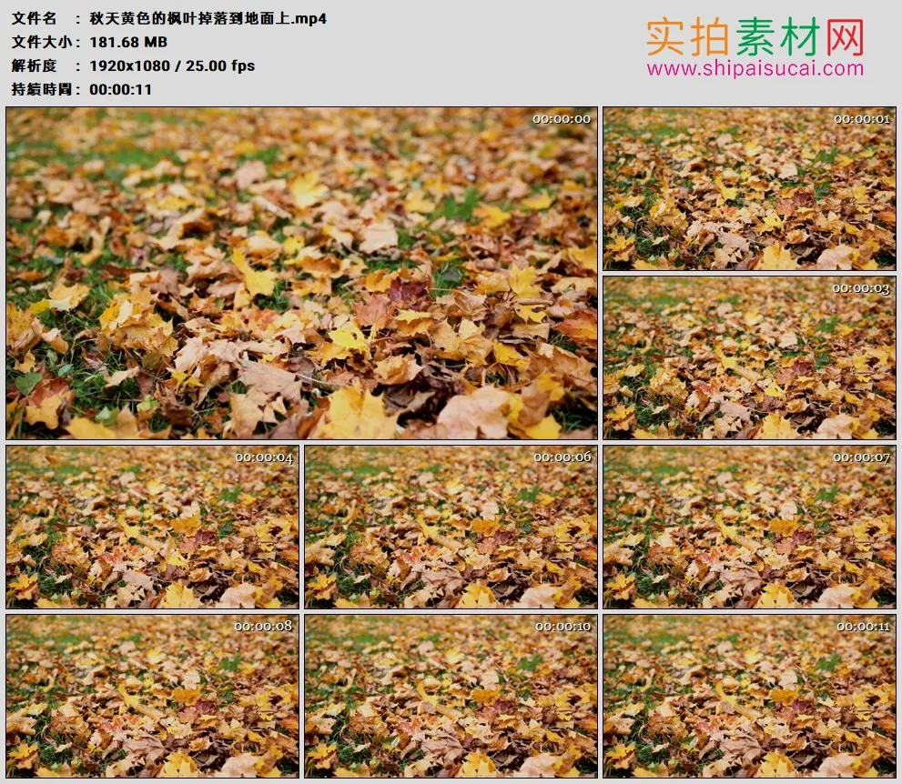 高清实拍视频素材丨秋天黄色的枫叶掉落到地面上