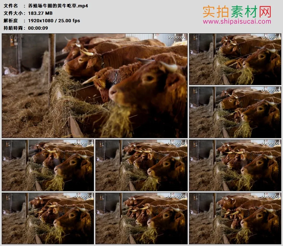 高清实拍视频素材丨养殖场牛圈的黄牛吃草