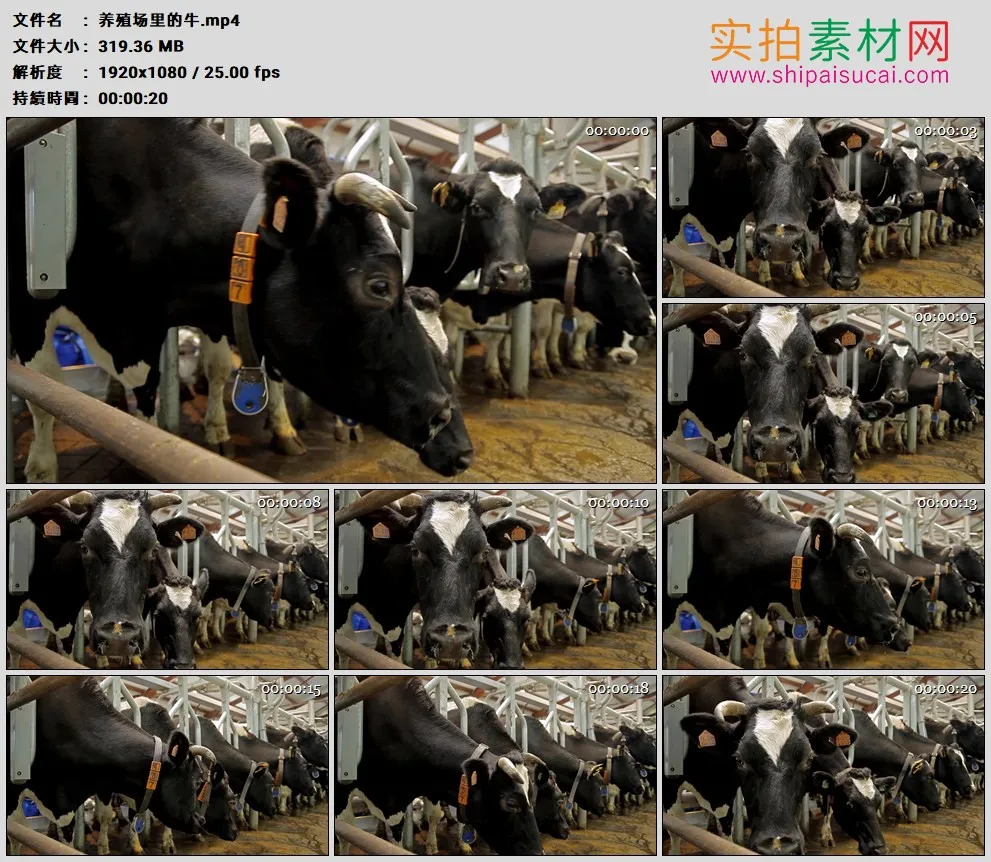 高清实拍视频素材丨养殖场里的牛