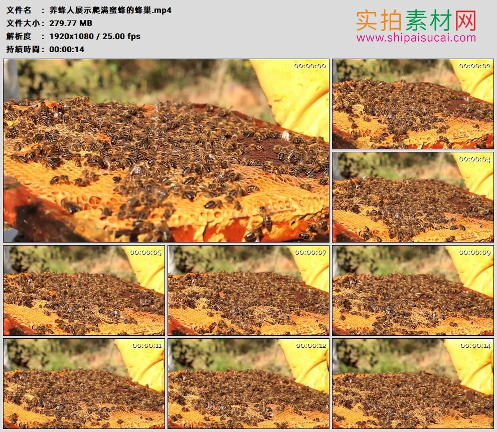 高清实拍视频素材丨养蜂人展示爬满蜜蜂的蜂巢
